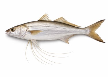 Fresh threadfin fish for export supply