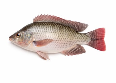 Farmed tilapia fish for global seafood export