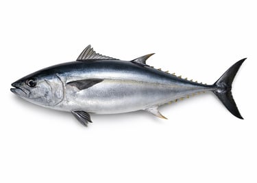 Commercial tuna fish for global seafood trade