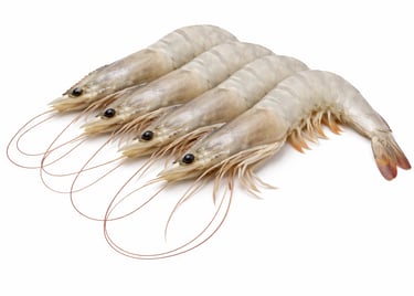 White vannamei shrimp for global seafood export
