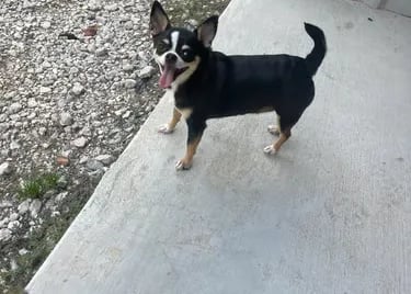 Abby the black tri AKC Champion Line Chihuahua—Louisiana girl posing playfully with tongue out