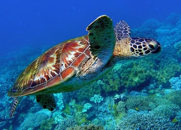 abu-dabab-marsa-alam-sea-turtle-diving