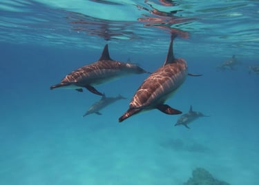 dolphin-house-marsa-alam-dolphins-red-sea