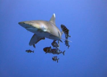 elphinstone-reef-marsa-alam-shark-diving