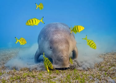 marsa-mubarak-marsa-alam-dugong-sea-cow