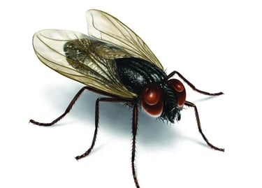 Flies