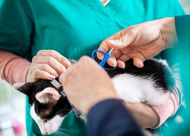 Huisdier chippen hond kat