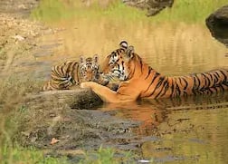 tiger and baby, panna tiger reserve