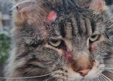 ziek huisdier zieke kat hond