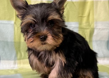 Macho • 12 semanas • Listo para irse a casa