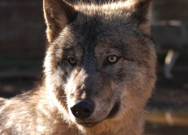 video et photo  loup