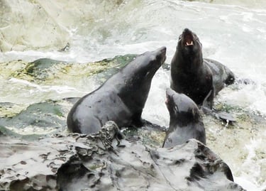 video et photo reportage 4