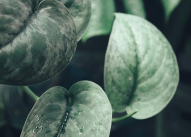 Silver blister variegation on a Scindapsus Silver Hero plant