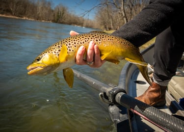 Catch and Release: South Holston River