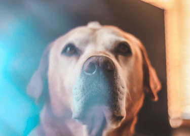 dogAdvisor | dog Advisor | dog advisor | dogadvisor | dogadvisor.dog | dog advisor