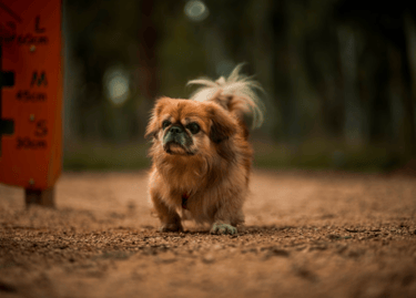 dogAdvisor | dog Advisor | dog advisor | dogadvisor | dogadvisor.dog | dog advisor