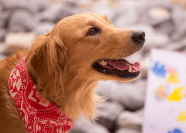 dogAdvisor | dog Advisor | dog advisor | dogadvisor | dogadvisor.dog | dog advisor