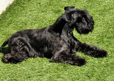 Tara , Schnauzer miniature