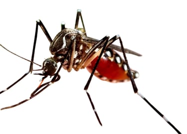 Mosquito