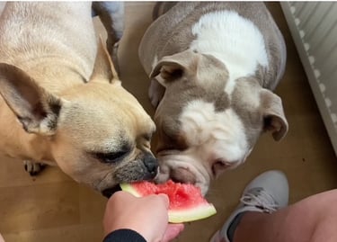 zwei Bulldoggen fressen Melone