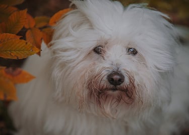 ritratto di cane bianco che guarda l'obiettivo