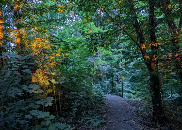 Thérapeute PNL à Uccle pour retrouver équilibre et sérénité