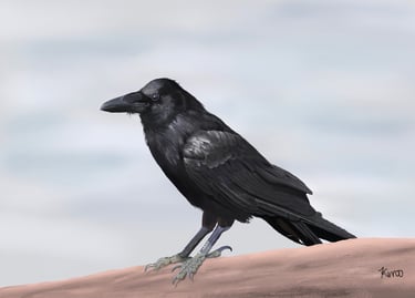 Crow on a fence