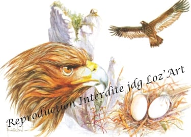Aquarelle – collection Les Rapaces – cadeau original et unique – JDG Loz’Art – Lozère