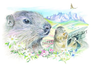 Aquarelle – collection Animaux sauvages : marmotte – cadeau original et unique – JDG Loz’Art – Lozèr