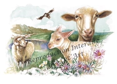 Aquarelle – collection Animaux d’élevage : brebis en Lozère – cadeau original et unique – JDG Loz’Ar