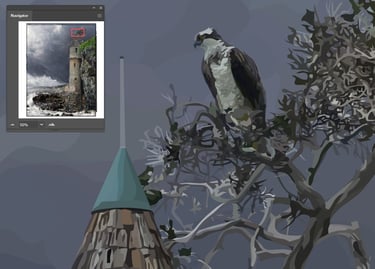 Osprey (Sea Hawk) illustration
