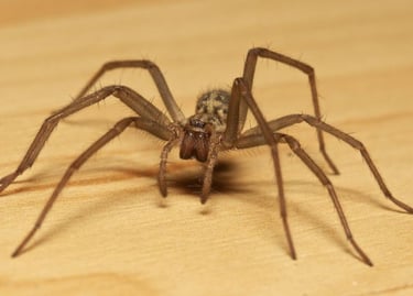 controle de aranhas