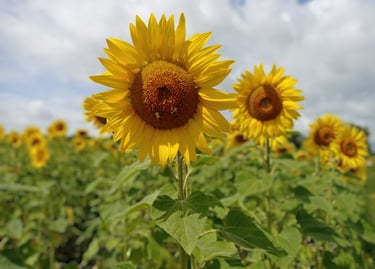 Sunflowers in Dordogne, France