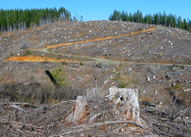 Photo d'une coupe rase dans l'état d'Oregon aux États-Unis