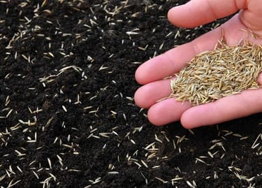 best aeration and overseeding london