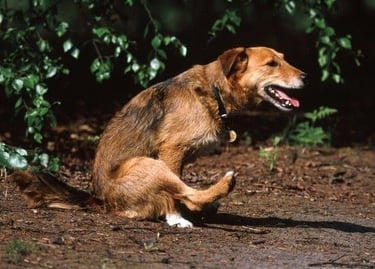 Anaalklieren legen hond kat