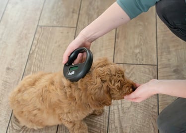 chippen hond of kat