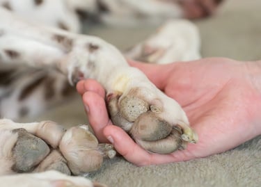 afscheid hond of kat, euthanasie hond of kat, in laten slapen hond of kat
