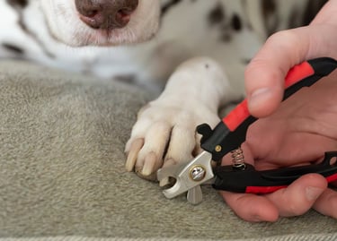 nagels knippen hond of kat