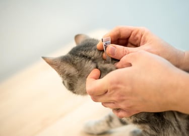 Ontvlooien huisdier hond kat