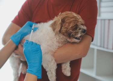 Vaccineren van huisdier hond en kat