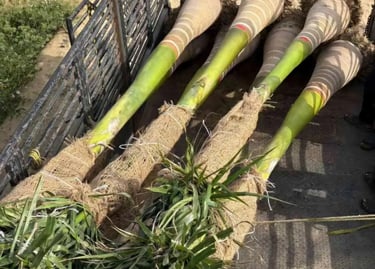 توريد نخيل ملوكي بمقاسات مختلفة