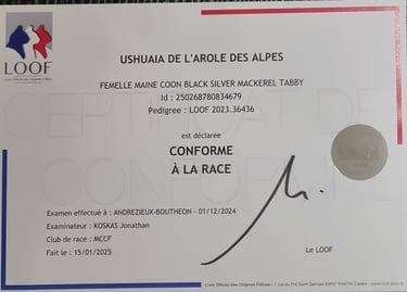 Diplôme de conformité au standar de notre Maine coon