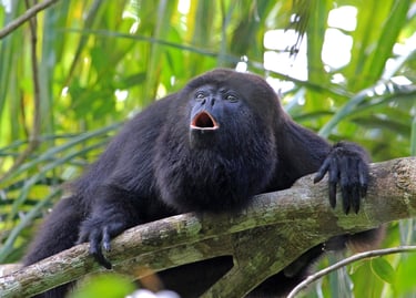 A black howler monkey with its mouth open making a loud vocalization while perched on a tree branch in a rainforest.