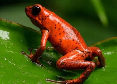 Vibrant strawberry poison dart frog with black spots sitting on a green tropical leaf.