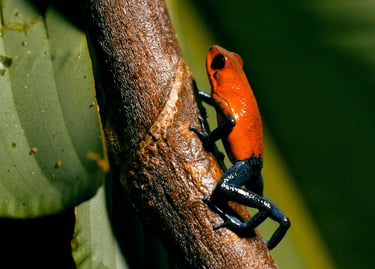A vibrant red strawberry poison dart frog with blue legs climbing a tree branch in the rainforest.