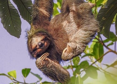 A brown three-toed sloth with long claws hanging upside down from a tree branch in a tropical rainforest.