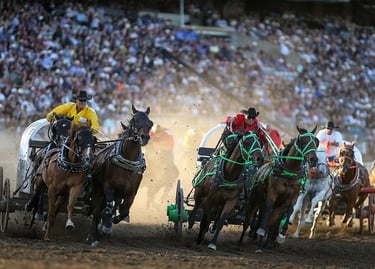 Chuckwagon racers compete in a high-speed horse race at the Calgary Stampede rodeo arena.
