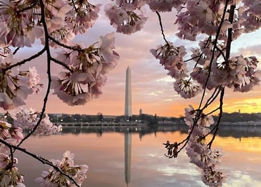 Pink cherry blossoms frame the Washington Monument reflected in the Tidal Basin at sunrise in DC.