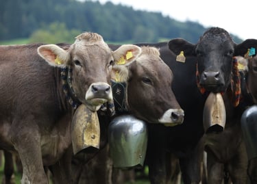 Brown and black Swiss cows wearing traditional large metal cowbells in a green Alpine pasture.
